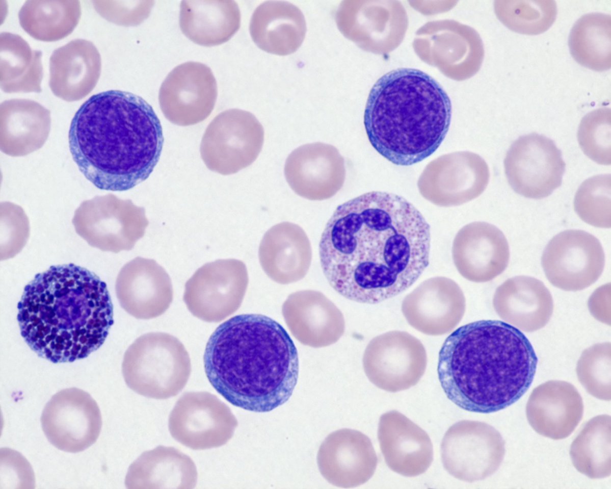 生物样本显微镜提示词