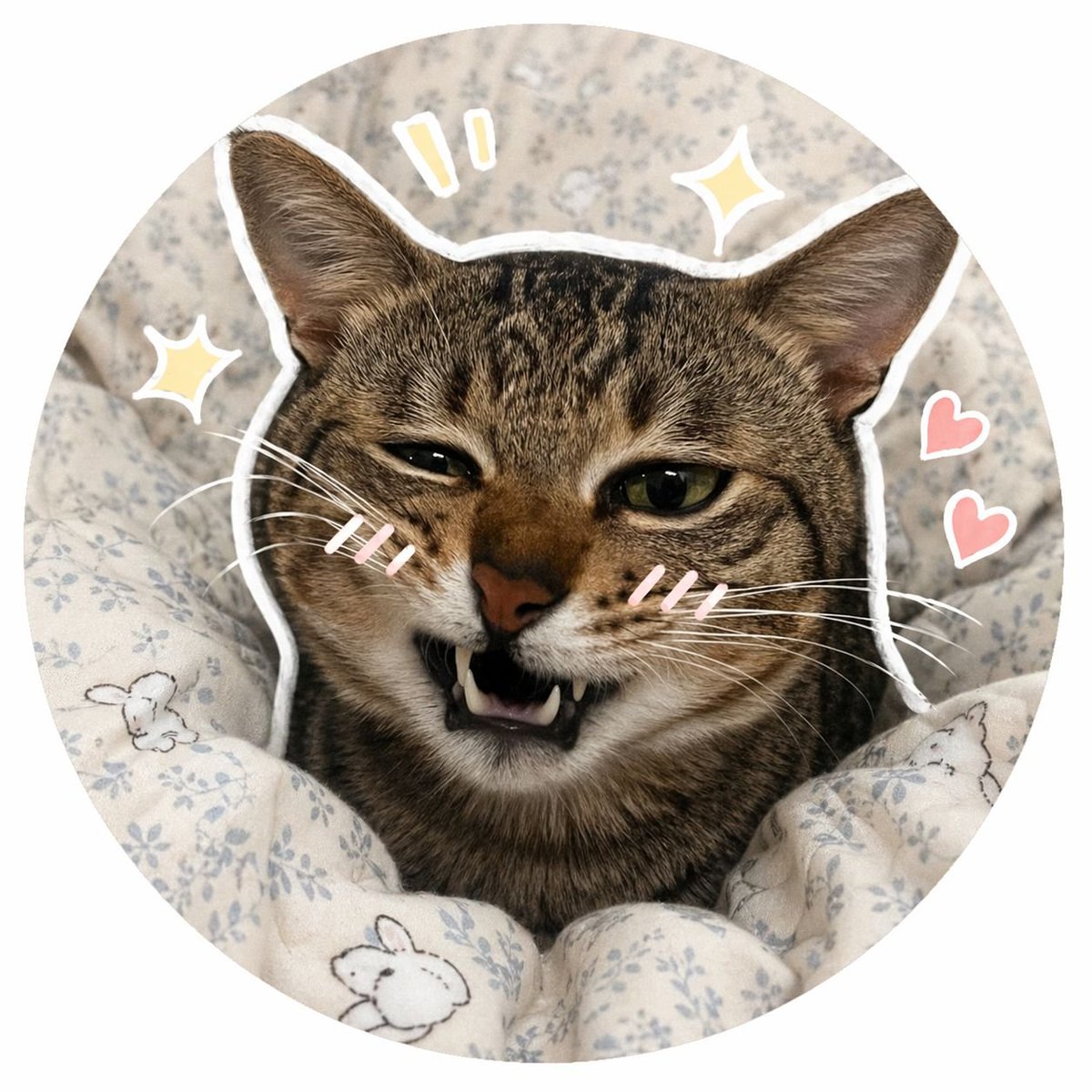 社交媒体宠物头像生成器