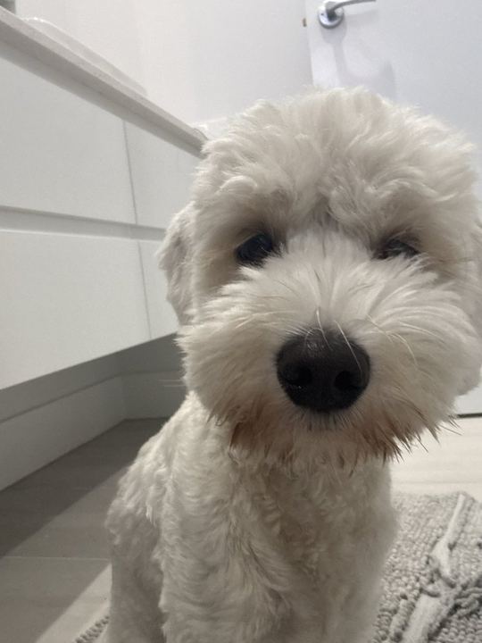 将宠物置入电影场景